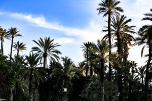 Palm trees Elche Spain
